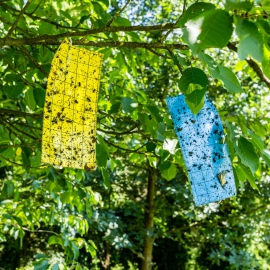 无毒、无二次污染|农业绿色升级 - 德渊可堆肥果蝇胶